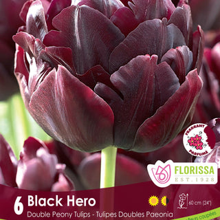Tulip Black Hero