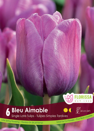 Tulip 'Bleu Aimable’
