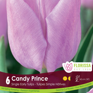 Tulip 'Candy Prince'