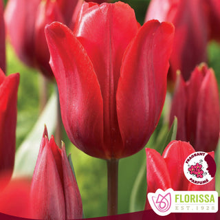 Tulip 'Couleur Cardinal'