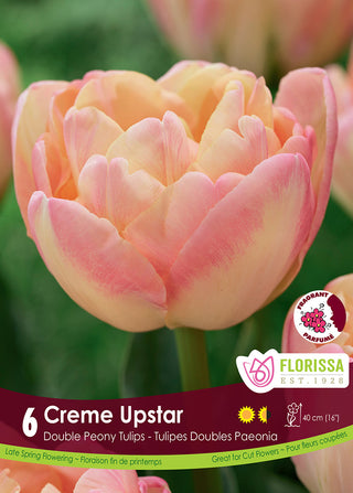 Tulip 'Crème Upstar'