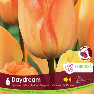 Tulip 'Daydream'