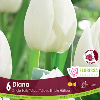 Tulip 'Diana'