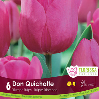 Tulip 'Don Quichotte'