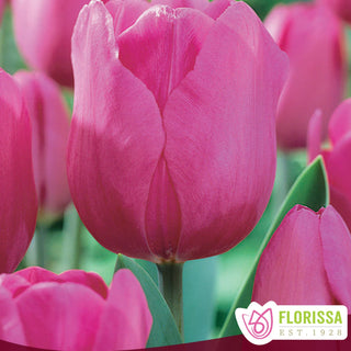 Tulip 'Don Quichotte'