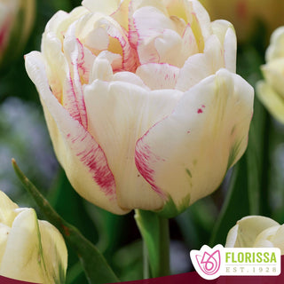 Tulip 'Double Dolce'