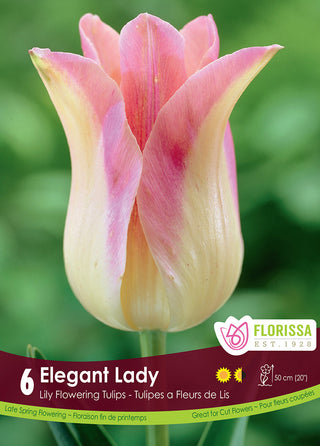 Tulip 'Elegant Lady'