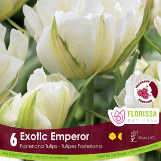 Tulip 'Exotic Emperor'