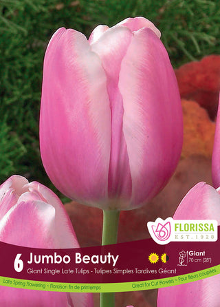 Tulip 'Jumbo Beauty'