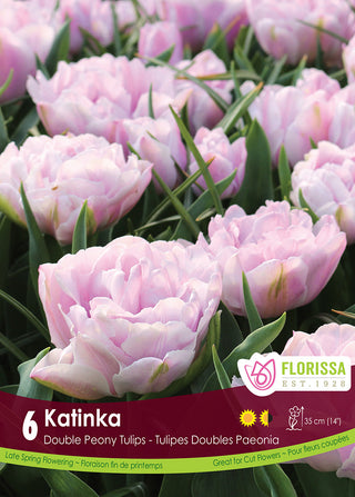Tulip ‘Katinka’