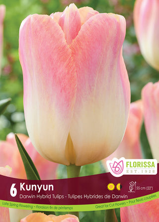Tulip 'Kunyun'