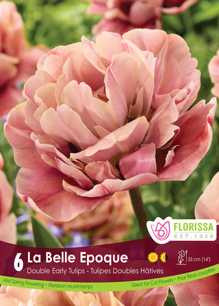 Tulip 'La Belle Epoque’