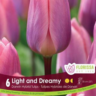 Tulip 'Light and Dreamy'