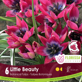 Tulip 'Little Beauty'