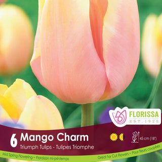 Tulip 'Mango Charm'