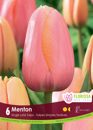 Tulip 'Menton'