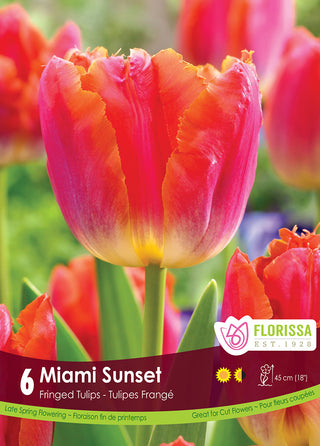Tulip 'Miami Sunset'