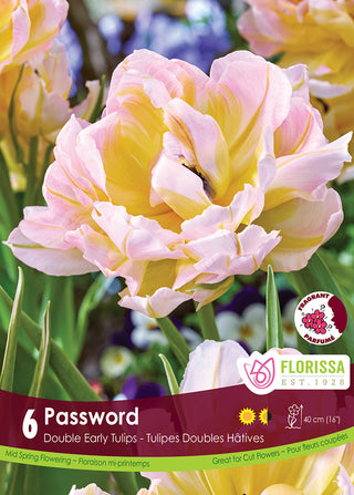 Tulip 'Password'