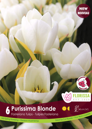 Tulip 'Purissima Blonde’