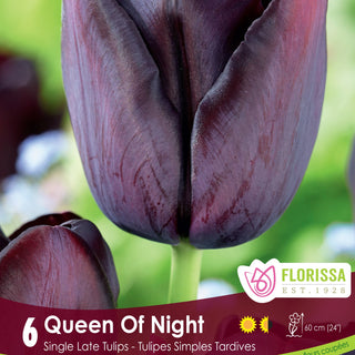 Tulip Queen of Night