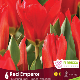 Tulip Red Emperor