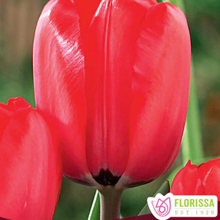 Tulip Red Impression