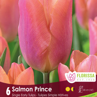 Tulip Salmon Prince