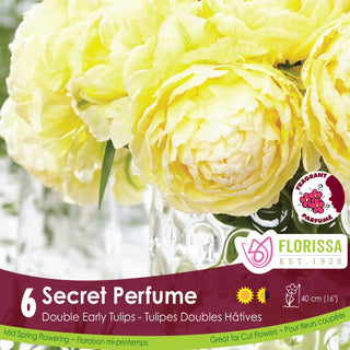 Tulip 'Secret Perfume'