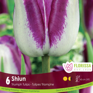 Tulip 'Shiun'