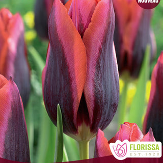 Tulip 'Slawa'