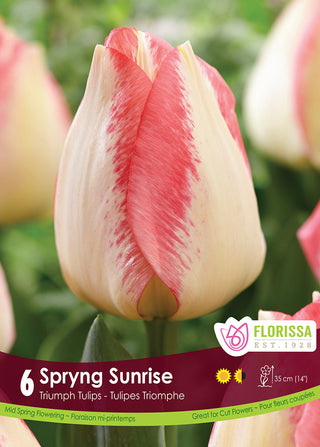 Tulip 'Spryng Sunrise’