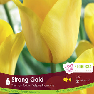 Tulip 'Strong Gold'