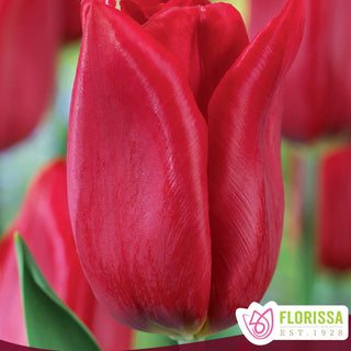 Tulip 'Strong Love'