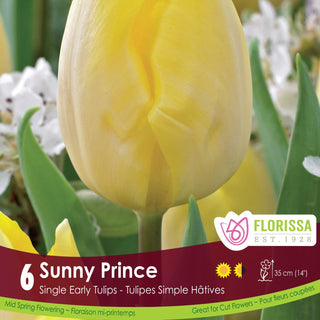 Tulip 'Sunny Prince'