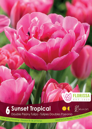 Tulip 'Sunset Tropical'