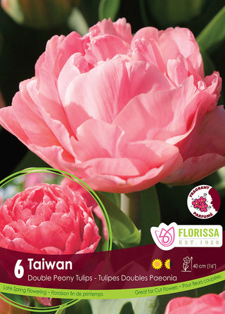 Tulip ‘Taiwan’