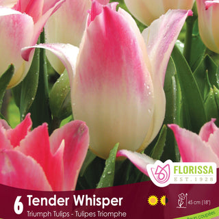 Tulip Tender Whisper