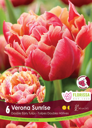 Tulip 'Verona Sunrise'
