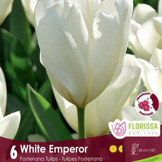 Tulip White Emperor