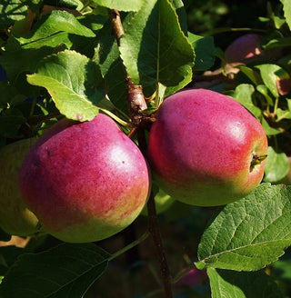 Apple - Malus domestica ‘Liberty’ (M26 Rootstock)