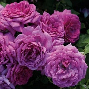 A close-up of blooming pink-purple roses with layered petals and dark green foliage.
