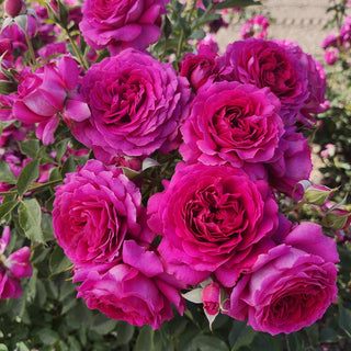 Rose ‘Light Years Away’