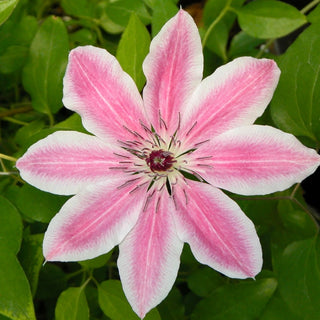 Clematis ‘Lincoln Star’