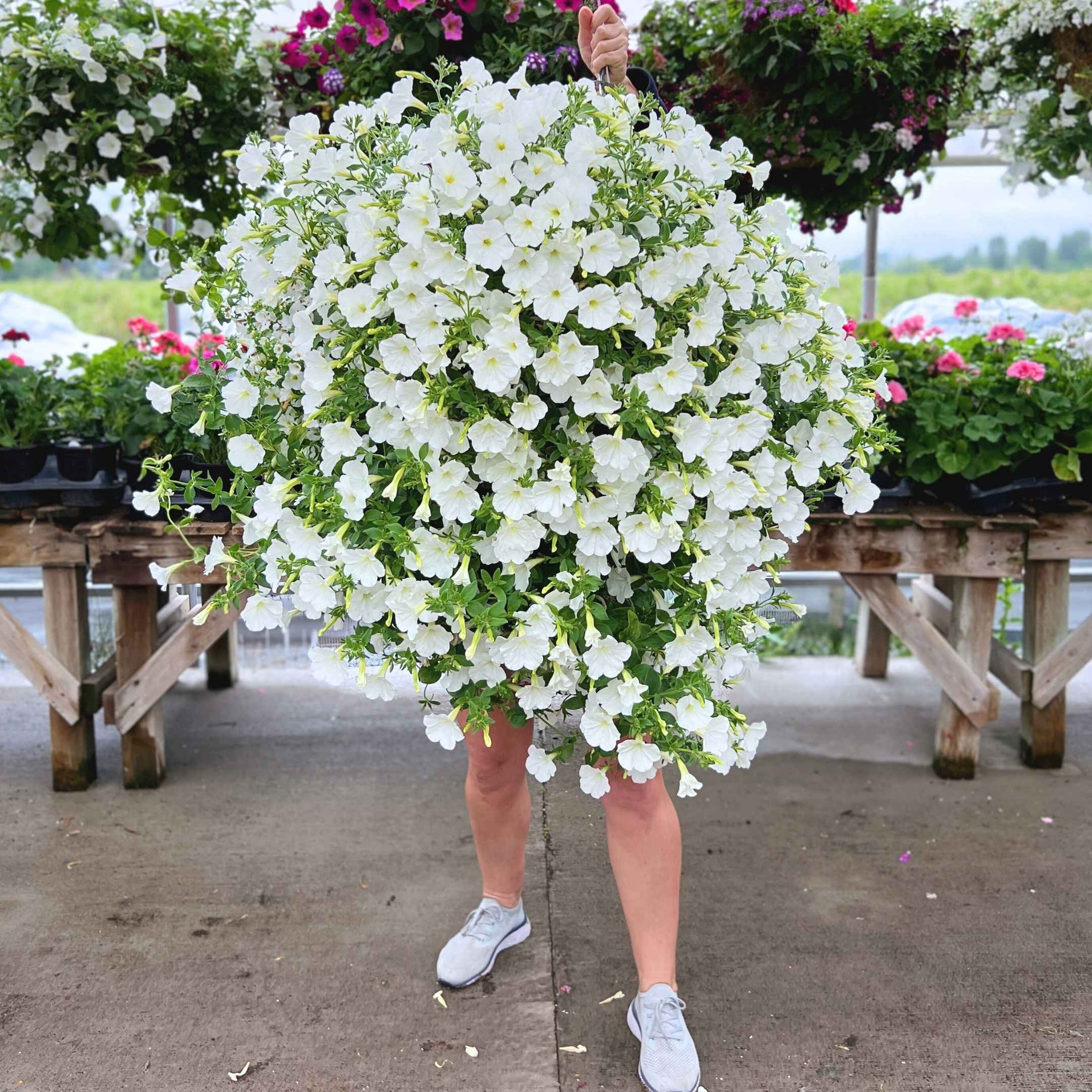 white hanging baskets for plants Preorder Lindsay's Favourite All-White Moss Hanging Basket