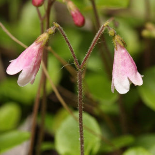 Linnaea Borealis