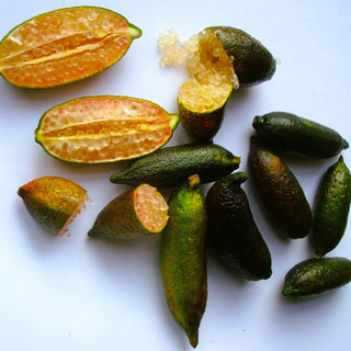 Finger Lime - ‘Little Ruby’