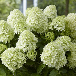 Hydrangea paniculata ‘Little Spooky’