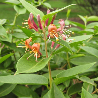 Lonicera Henryi