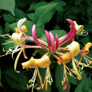 Lonicera Belgica