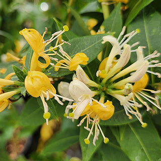 Lonicera Candy Swirl